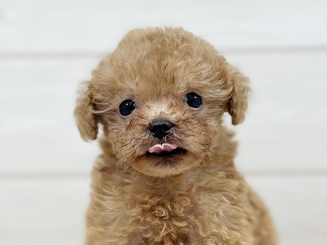 千葉県のタイニープードル (ペッツファースト稲毛店/2025年5月17日生まれ/男の子/レッド)の子犬の3枚目の画像