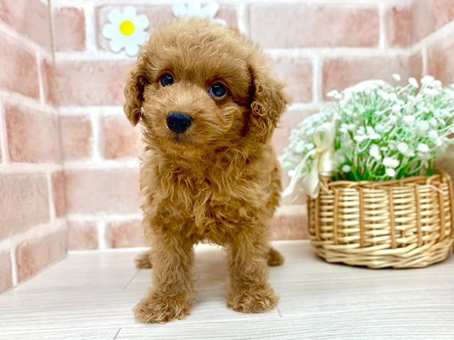 埼玉県のトイプードル(トイ) (ペッツファースト川越店/2025年5月15日生まれ/男の子/レッド)の子犬