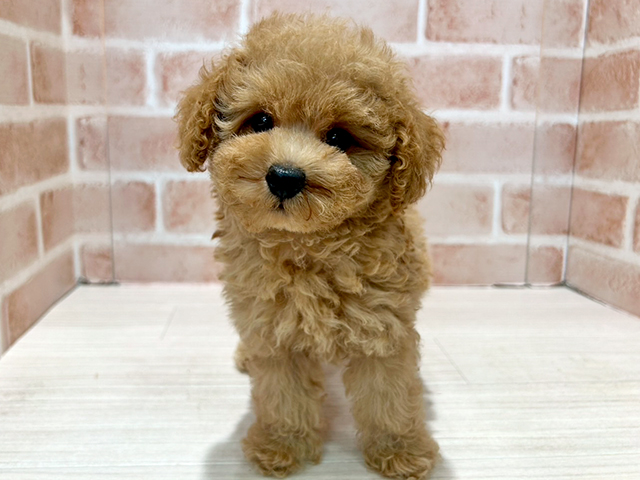 神奈川県のトイプードル(トイ) (ペッツファースト秦野店/2025年5月15日生まれ/男の子/アプリコット)の子犬