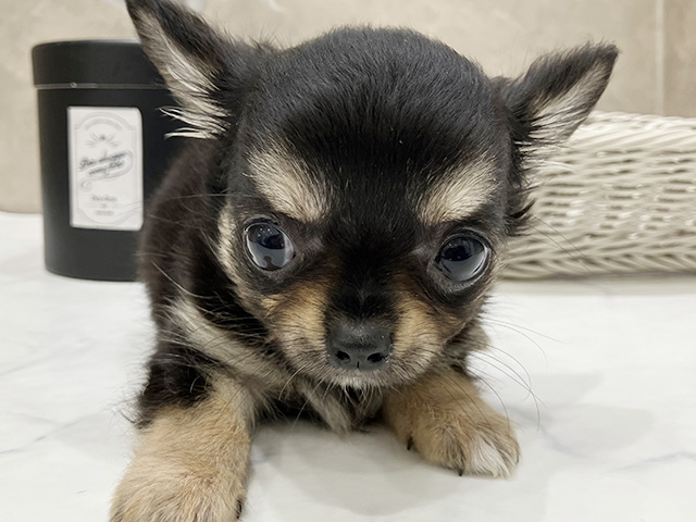 東京都のチワワ(ロング) (ペッツファースト晴海店/2025年5月19日生まれ/女の子/ブラックタン)の子犬の3枚目の画像