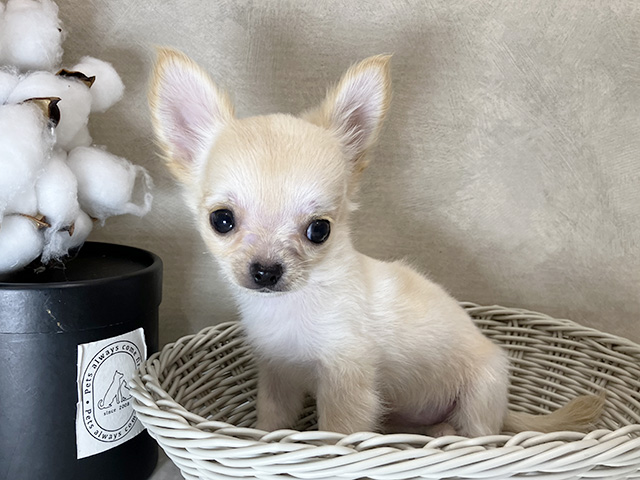 大阪府のチワワ(ロング) (ペッツファースト茶屋町店/2025年5月19日生まれ/女の子/クリーム)の子犬の3枚目の画像