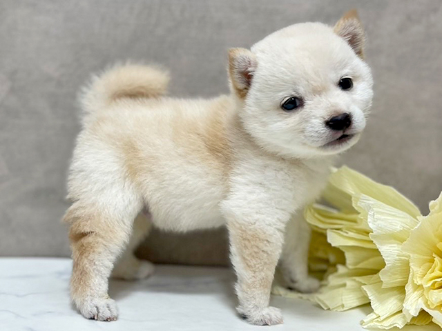 東京都の豆柴 (ペッツファースト池袋店/2025年5月19日生まれ/男の子/白)の子犬の2枚目の画像