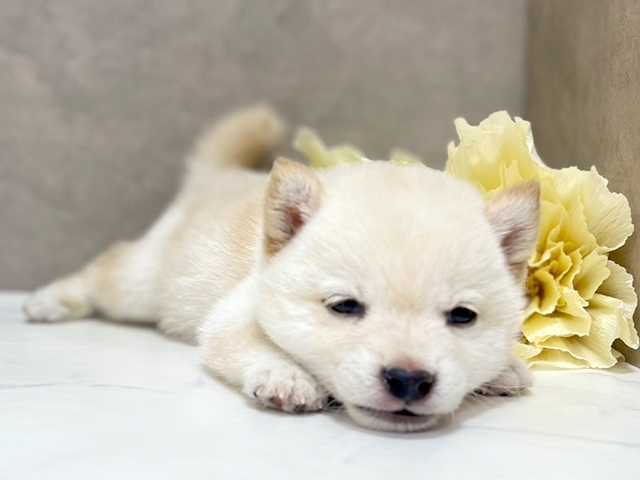 東京都の豆柴 (ペッツファースト池袋店/2025年5月19日生まれ/男の子/白)の子犬の3枚目の画像