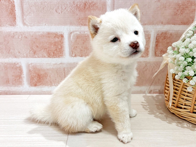 東京都の豆柴 (ペッツファースト自由が丘店/2025年5月19日生まれ/女の子/白)の子犬の2枚目の画像