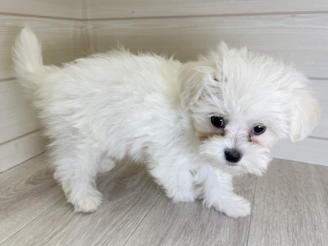 愛知県のハーフ犬・ミックス犬 (ペッツファースト大高店/2025年5月19日生まれ/女の子/ホワイト)の子犬の2枚目の画像