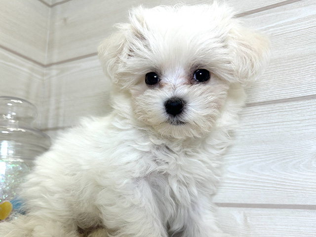 愛知県のハーフ犬・ミックス犬 (ペッツファースト大高店/2025年5月19日生まれ/女の子/ホワイト)の子犬の3枚目の画像