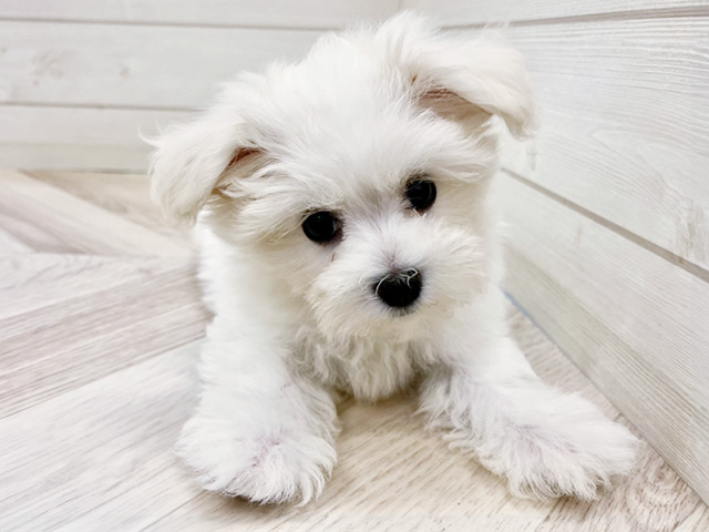 福岡県のハーフ犬・ミックス犬 (ペッツファースト大牟田店/2025年5月19日生まれ/女の子/ホワイト)の子犬の1枚目の画像
