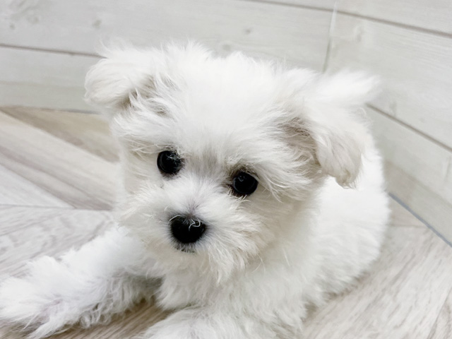 福岡県のハーフ犬・ミックス犬 (ペッツファースト大牟田店/2025年5月19日生まれ/女の子/ホワイト)の子犬の3枚目の画像