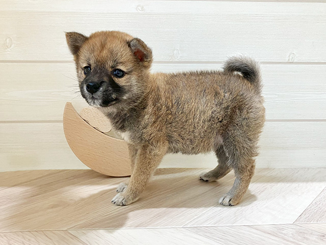鳥取県の豆柴 (ペッツファースト日吉津店/2025年5月19日生まれ/女の子/赤)の子犬の2枚目の画像