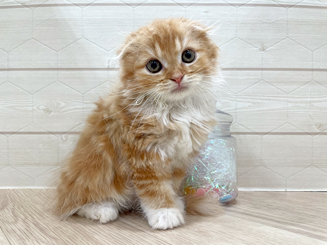 スコティッシュフォールド