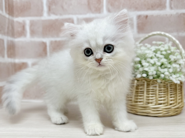 ペルシャ, 性別 男の子, 誕生日 2025/05/12, 毛色 チンチラシルバー, 出身 愛知県, 店舗 北心斎橋店(大阪府), お問い合わせ番号 2551830