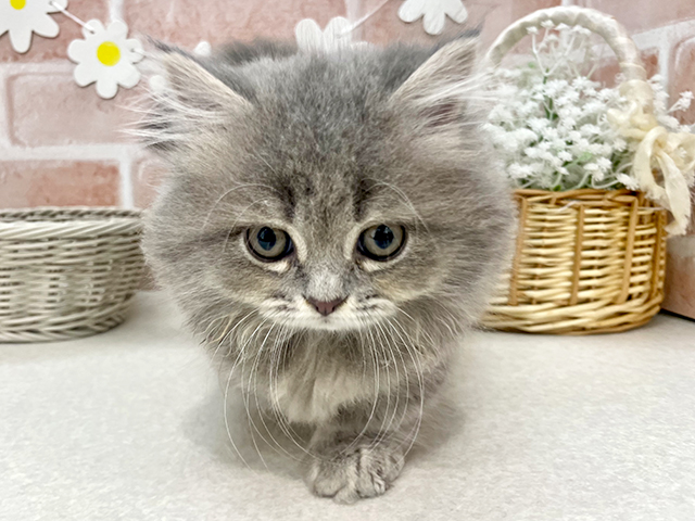 東京都のミヌエット (ペッツファーストお台場店/2025年5月19日生まれ/女の子/ブルータビー)の子猫の1枚目の画像