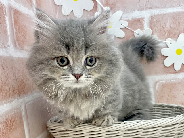 東京都のミヌエット (ペッツファーストお台場店/2025年5月19日生まれ/女の子/ブルータビー)の子猫の3枚目の画像