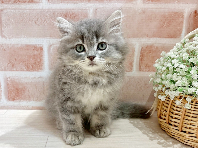 東京都のラガマフィン (ペッツファースト自由が丘店/2025年5月19日生まれ/男の子/ブルータビー)の子猫