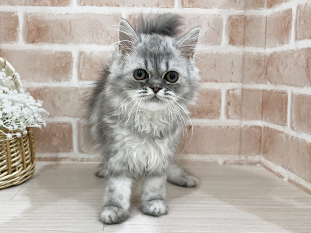 ペルシャ, 性別 女の子, 誕生日 2025/05/13, 毛色 ブルーチンチラシルバー, 出身 静岡県, 店舗 for cats横浜元町店(神奈川県), お問い合わせ番号 2504226