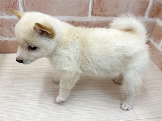 大阪府の豆柴 (ペッツファースト茨木店/2025年5月20日生まれ/男の子/白)の子犬の2枚目の画像