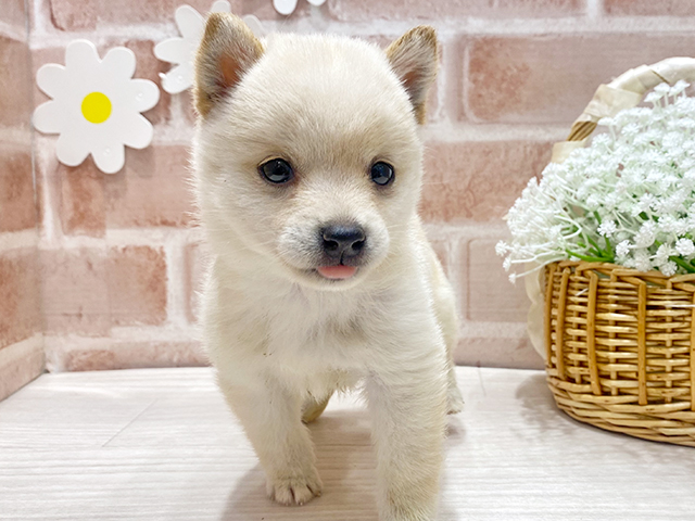 福岡県の豆柴 (ペッツファースト筑紫野店/2025年5月20日生まれ/女の子/白)の子犬の3枚目の画像