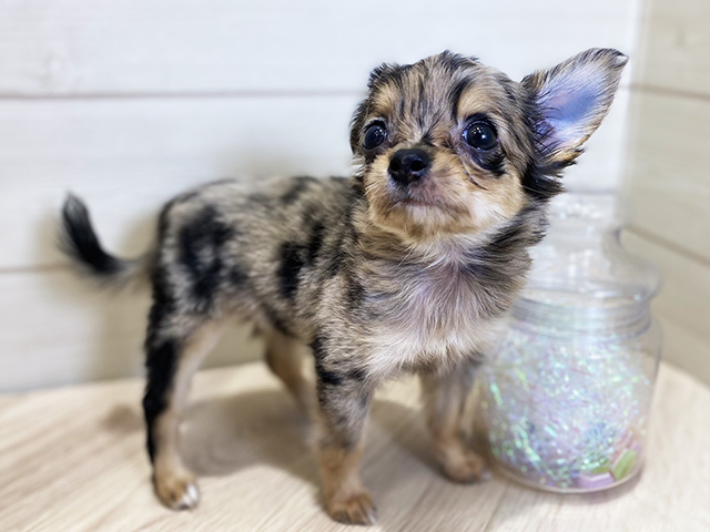 大阪府のチワプー/プーチー(チワワ×プードル)の子犬を価格や特徴