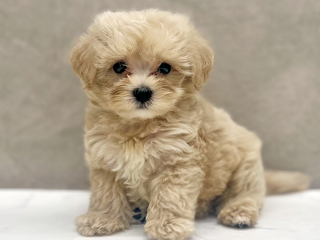 マルプー