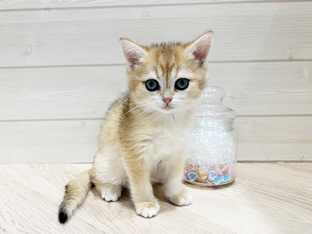 子猫の詳細情報 (京都府/2025年5月13日生まれ/女の子