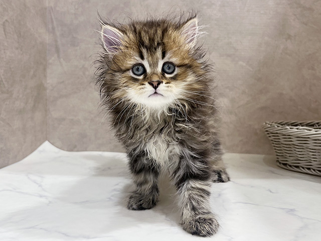 東京都のペルシャ (ペッツファースト町田店/2025年5月20日生まれ/男の子/チンチラゴールデン)の子猫