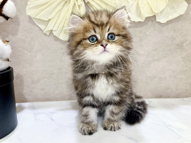 ペルシャ, 性別 男の子, 誕生日 2025/05/20, 毛色 チンチラゴールデン, 出身 岐阜県, 店舗 神戸三宮センター街店(兵庫県), お問い合わせ番号 2551892