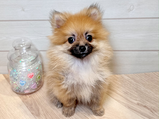 神奈川県のポメラニアン (ペッツファースト川崎店/2025年5月22日生まれ/女の子/オレンジ)の子犬