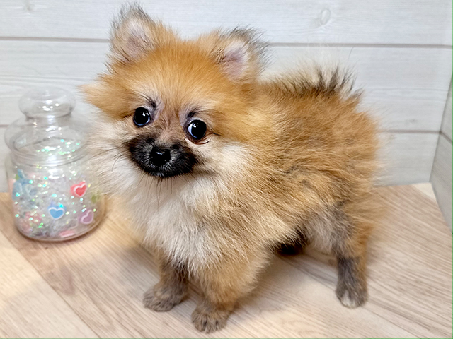 神奈川県のポメラニアン (ペッツファースト川崎店/2025年5月22日生まれ/女の子/オレンジ)の子犬の2枚目の画像
