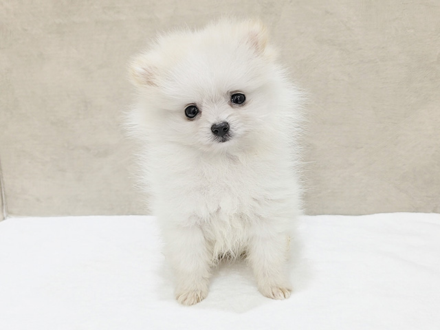 東京都のポメラニアン (ペッツファースト中野店/2025年5月22日生まれ/男の子/クリーム)の子犬