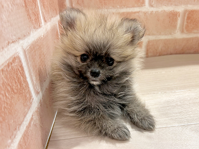 東京都のポメラニアン (ペッツファースト町田店/2025年5月22日生まれ/男の子/クリームセーブル)の子犬