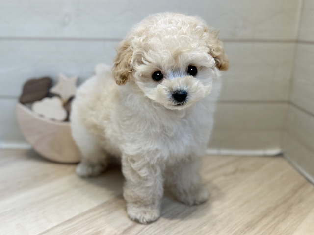 トイプードル(ティーカップ), 性別 男の子, 誕生日 2025/05/21, 毛色 シャンパン, 出身 香川県, 店舗 心斎橋本店(大阪府), お問い合わせ番号 2560676