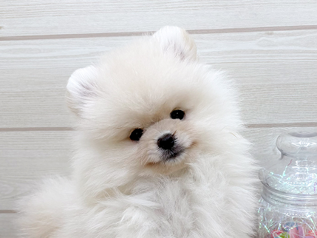 東京都のポメラニアン (ペッツファースト渋谷店/2025年5月23日生まれ/女の子/クリーム)の子犬の3枚目の画像
