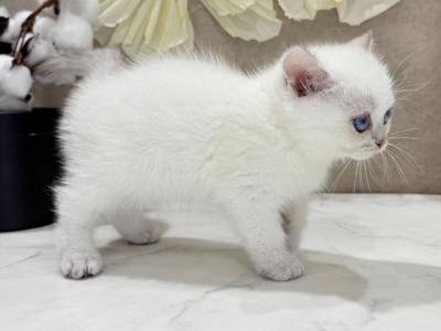 神奈川県のブリティッシュショートヘアー (ペッツファースト茅ヶ崎店/2025年4月13日生まれ/女の子/シェルシルバーシェーデット)の子猫の2枚目の画像