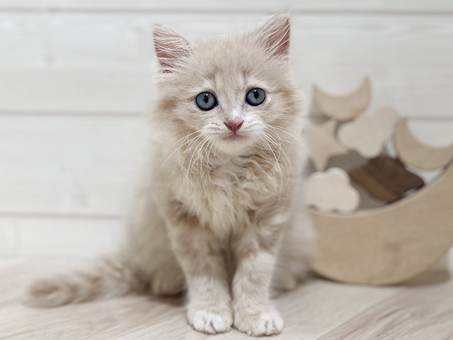 秋田県のラガマフィン (ペッツファースト秋田店/2025年5月25日生まれ/女の子/クリームタビー)の子猫