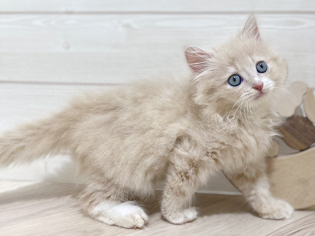 秋田県のラガマフィン (ペッツファースト秋田店/2025年5月25日生まれ/女の子/クリームタビー)の子猫の2枚目の画像