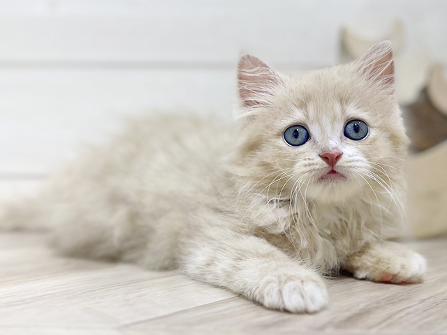 秋田県のラガマフィン (ペッツファースト秋田店/2025年5月25日生まれ/女の子/クリームタビー)の子猫の3枚目の画像