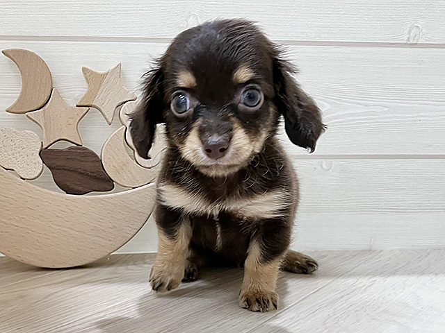 チワックス