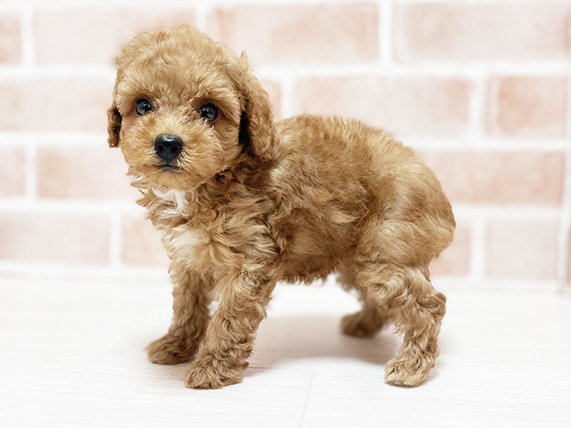 大阪府のタイニープードル (ペッツファースト高槻店/2025年5月26日生まれ/男の子/レッド)の子犬の2枚目の画像