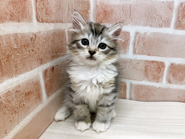 大阪府のサイベリアン (ペッツファースト茨木店/2025年5月27日生まれ/男の子/シルバータビー)の子猫の1枚目の画像