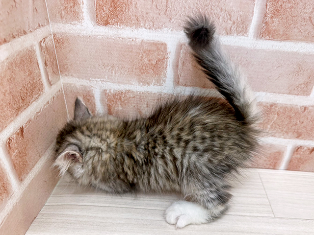 大阪府のサイベリアン (ペッツファースト茨木店/2025年5月27日生まれ/男の子/シルバータビー)の子猫の2枚目の画像