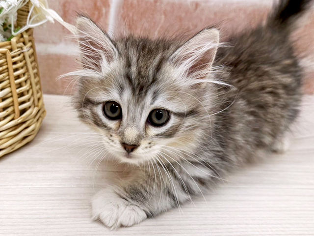 大阪府のサイベリアン (ペッツファースト茨木店/2025年5月27日生まれ/男の子/シルバータビー)の子猫の3枚目の画像