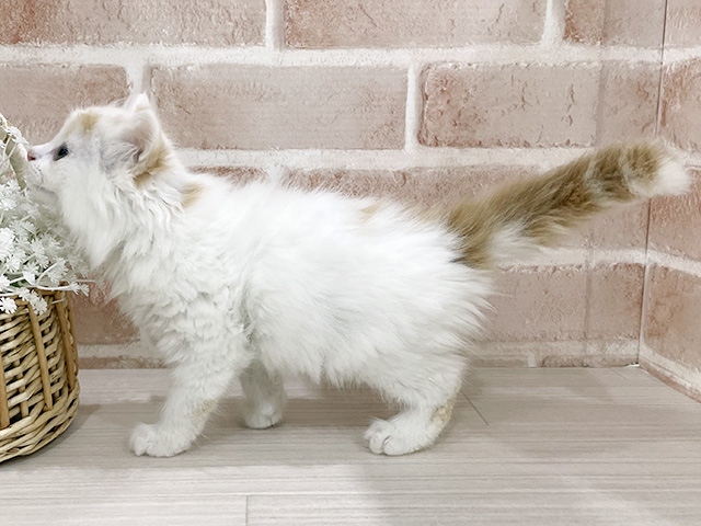 神奈川県のラガマフィン (ペッツファーストfor cats横浜元町店/2025年5月27日生まれ/男の子/レッドホワイト)の子猫の2枚目の画像