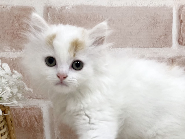 神奈川県のラガマフィン (ペッツファーストfor cats横浜元町店/2025年5月27日生まれ/男の子/レッドホワイト)の子猫の3枚目の画像