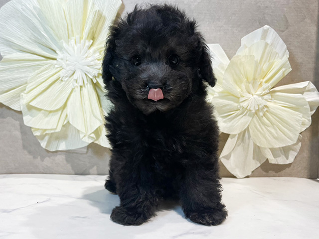 東京都のタイニープードル (ペッツファースト原宿店/2025年5月27日生まれ/男の子/シルバー)の子犬の1枚目の画像