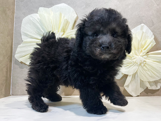 東京都のタイニープードル (ペッツファースト原宿店/2025年5月27日生まれ/男の子/シルバー)の子犬の2枚目の画像