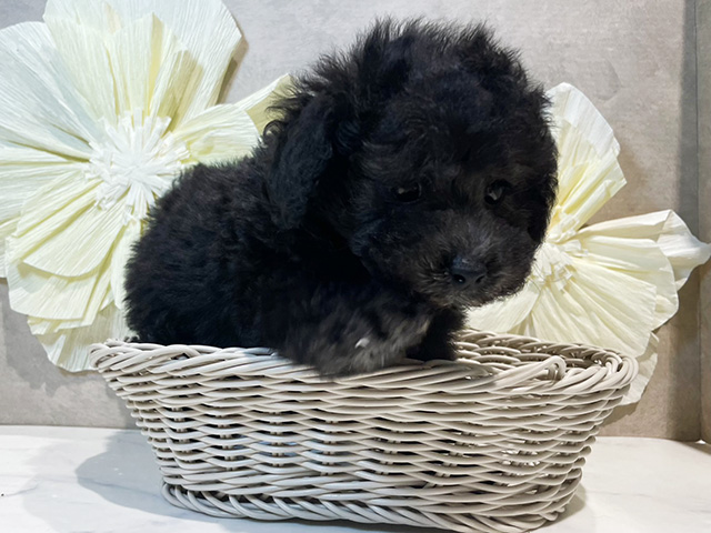 東京都のタイニープードル (ペッツファースト原宿店/2025年5月27日生まれ/男の子/シルバー)の子犬の3枚目の画像