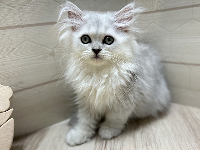 ペルシャ