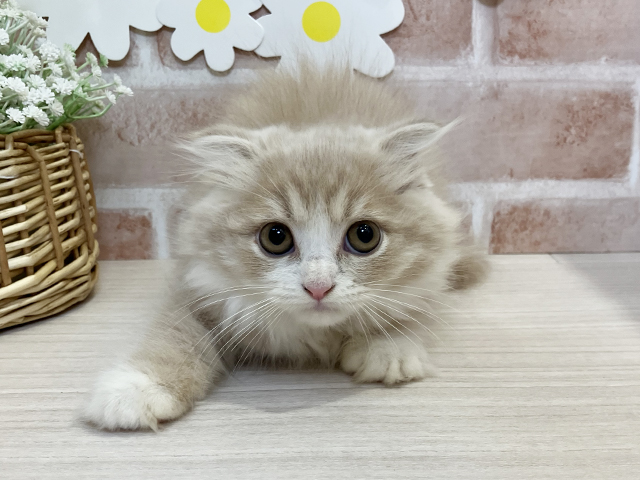 スコティッシュフォールド