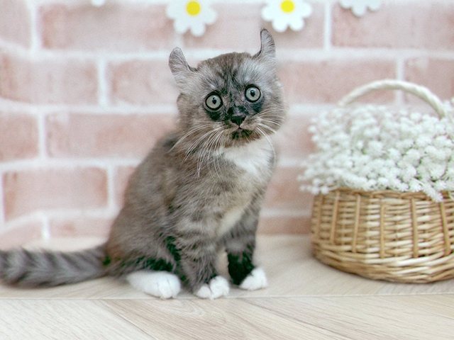 アメリカンカール, 性別 男の子, 誕生日 2025/05/29, 毛色 シルバータビー, 出身 埼玉県, 店舗 for cats武蔵小山店(東京都), お問い合わせ番号 2504310