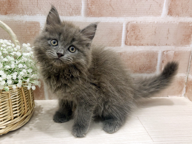 東京都のサイベリアン (ペッツファースト広尾店/2025年5月24日生まれ/男の子/ブルー)の子猫の2枚目の画像